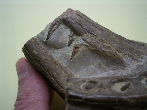 Phytosaurus Schädelteil und Unterkieferstück