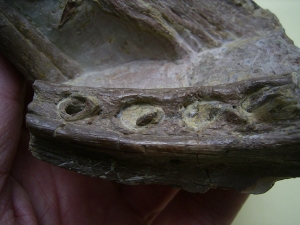 Phytosaurus Schädelteil und Unterkieferstück