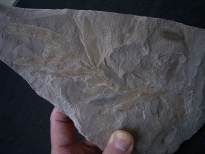 Pflanzenfossil Podozamites distans