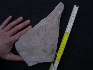 Pflanzenfossil Podozamites distans