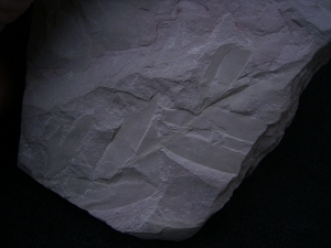 Pflanzenfossil Podozamites distans