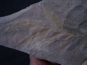 Pflanzenfossil Podozamites distans