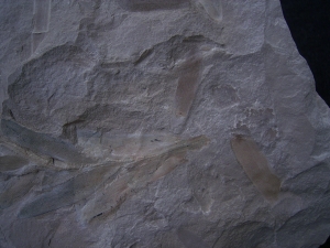 Pflanzenfossil Podozamites distans