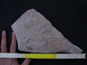 Pflanzenfossil Podozamites distans