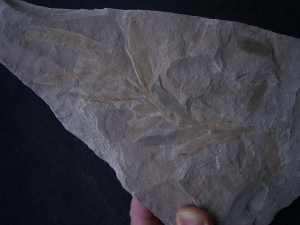 Pflanzenfossil Podozamites distans