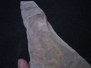 Pflanzenfossil Podozamites distans
