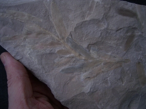 Pflanzenfossil Podozamites distans