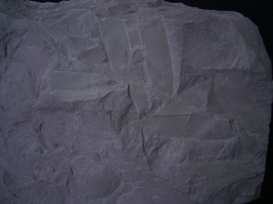 Pflanzenfossil Podozamites distans