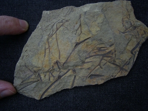 Asteroxylon - Devonpflanze