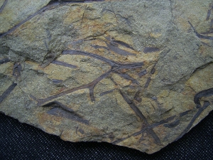 Asteroxylon - Devonpflanze