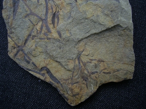 Asteroxylon - Devonpflanze