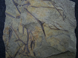 Asteroxylon - Devonpflanze