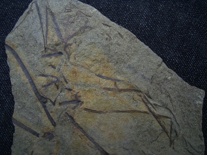 Asteroxylon - Devonpflanze