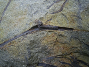 Asteroxylon - Devonpflanze