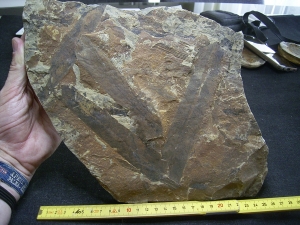 Taeniopteris kelberi - Pflanzenfossilien aus der Trias