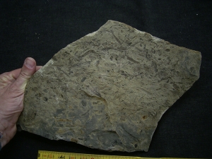 Taeniopteris kelberi - Pflanzenfossilien aus der Trias