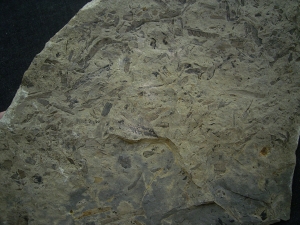 Taeniopteris kelberi - Pflanzenfossilien aus der Trias