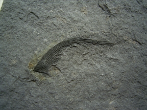 Listracanthus Haistachel