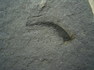 Listracanthus Haistachel