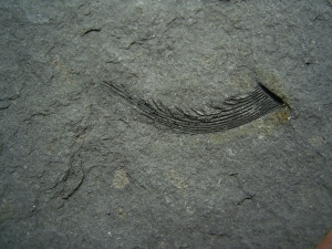 Listracanthus Haistachel