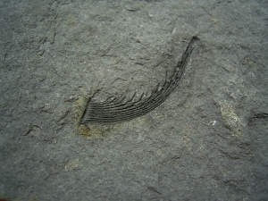 Listracanthus Haistachel