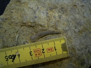 Großer Zahn von Nothosaurus