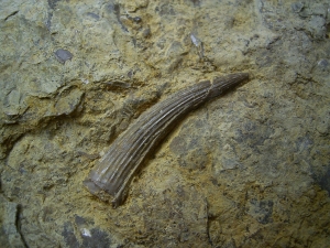 Großer Zahn von Nothosaurus