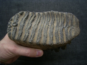 Mammut Zahn aus Deutschland