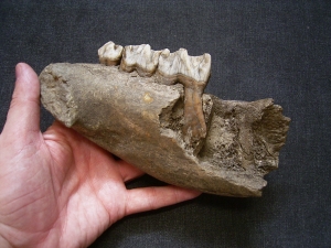 Rhinoceros jaw with three teeth, Coelodonta antiquitatis