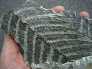 Pflanzenfossil aus dem Perm von Bad Sobernheim