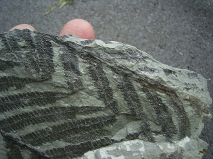 Pflanzenfossil aus dem Perm von Bad Sobernheim