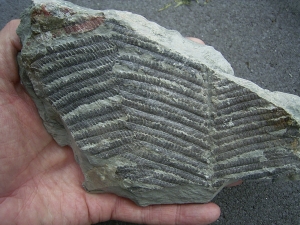 Pflanzenfossil aus dem Perm von Bad Sobernheim