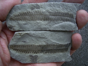 Pflanzenfossil aus dem Perm von Bad Sobernheim