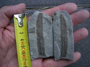 Pflanzenfossil aus dem Perm von Bad Sobernheim