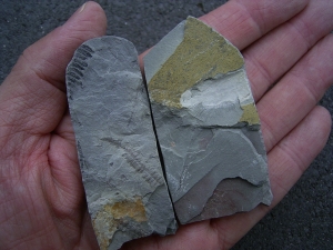 Pflanzenfossil aus dem Perm von Bad Sobernheim