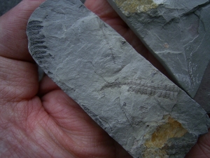 Pflanzenfossil aus dem Perm von Bad Sobernheim