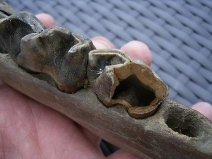 Nashorn Unterkiefer vom Jungtier mit interessantem Zahnstatus