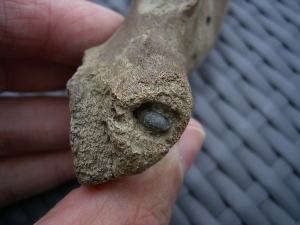 Nashorn Unterkiefer vom Jungtier mit interessantem Zahnstatus