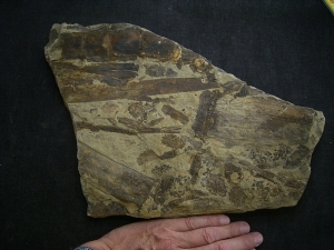 Equisetites-Platte mit Sporeophyllkörpern