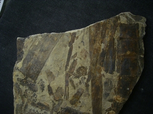 Equisetites-Platte mit Sporeophyllkörpern