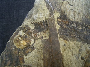 Equisetites-Platte mit Sporeophyllkörpern