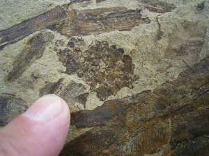 Equisetites-Platte mit Sporeophyllkörpern