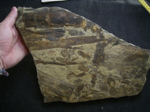 Equisetites-Platte mit Sporeophyllkörpern