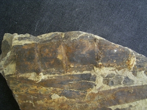 Equisetites-Platte mit Sporeophyllkörpern