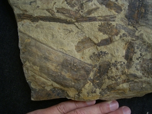 Equisetites-Platte mit Sporeophyllkörpern