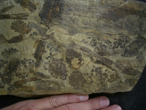 Equisetites-Platte mit Sporeophyllkörpern