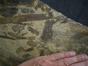 Equisetites-Platte mit Sporeophyllkörpern