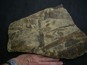 Equisetites-Platte mit Sporeophyllkörpern