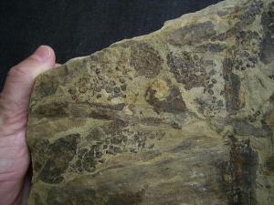 Equisetites-Platte mit Sporeophyllkörpern