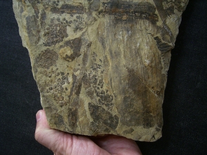 Equisetites-Platte mit Sporeophyllkörpern